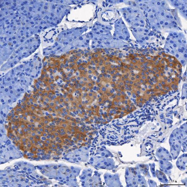 a03343 2 sel1l primary antibodies ihc testing 2