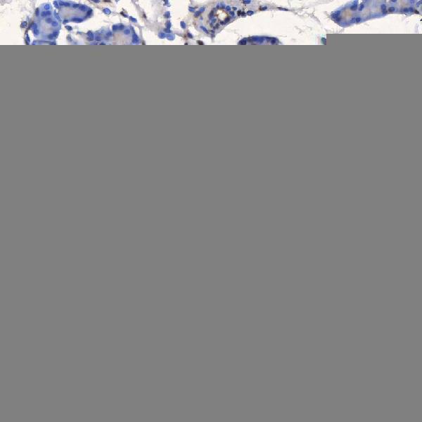 a03343 2 sel1l primary antibodies ihc testing 3