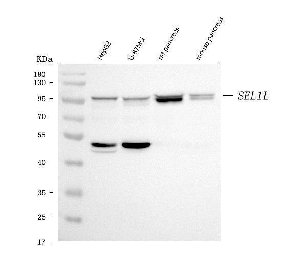 a03343 2 sel1l primary antibodies wb testing 1