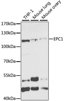 a03346 epc1 primary antiboties wb testing 1