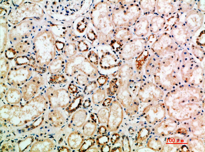 Immunohistochemical analysis of paraffin-embedded human-kidney, antibody was diluted at 1:200