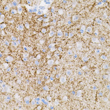 Immunohistochemistry of paraffin-embedded mouse brain using NTF3 antibody  