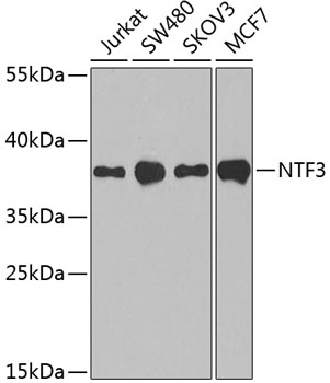 Western blot analysis of extracts of various cell lines, using NTF3 antibody  at 1:1000 dilution