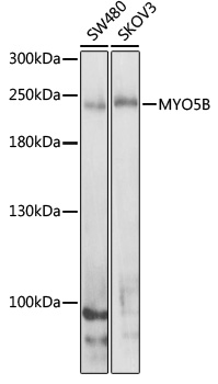 Western blot analysis of extracts of various cell lines, using MYO5B antibody  at 1:1000 dilution