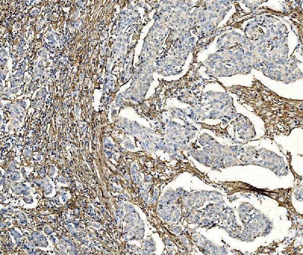 a03352 1 f2r primary antibodies ihc testing 2