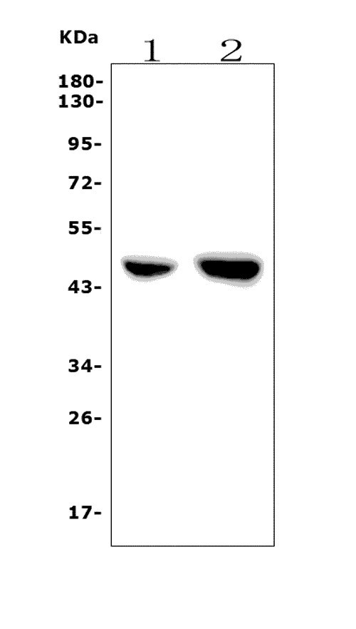 a03352 1 f2r primary antibodies wb testing 1