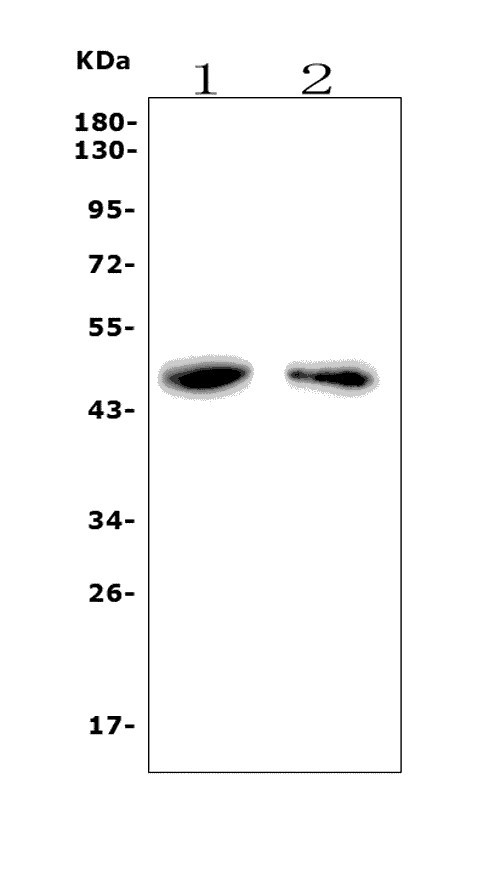 a03352 2 f2r primary antibodies wb testing 1