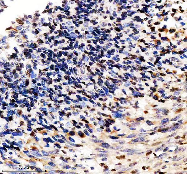 a03354 2 sp110 primary antibodies ihc testing 1