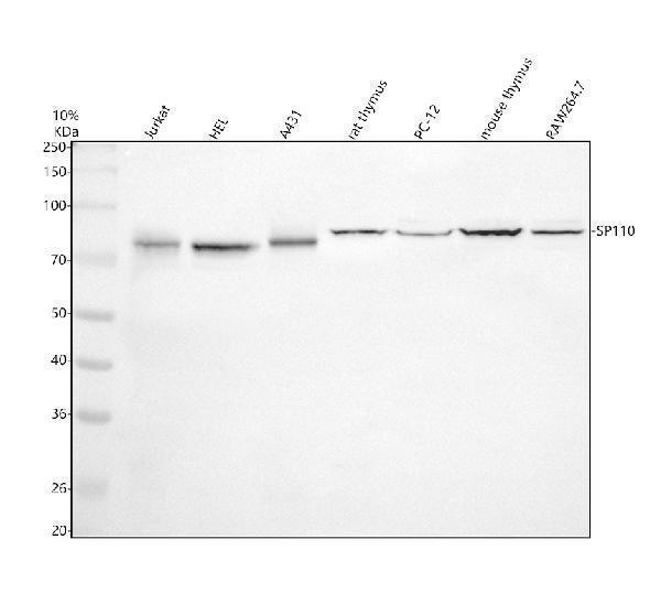 a03354 2 sp110 primary antibodies wb testing 1