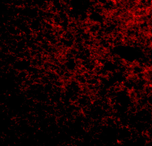 a03354 sp110 primary antibodies if testing 3