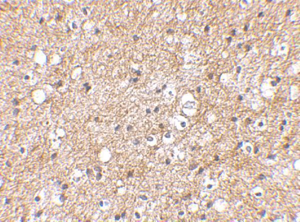 a03354 sp110 primary antibodies ihc testing 2