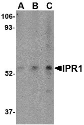 a03354 sp110 primary antibodies wb testing 1