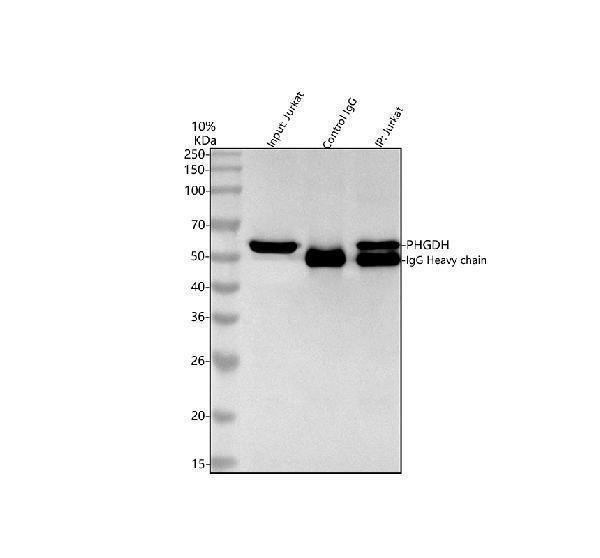 a03355 1 phgdh primary antibodies ip testing 5