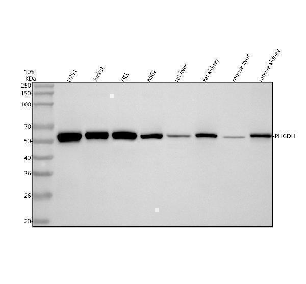  Western blot analysis of PHGDH using anti-PHGDH antibody (A03355-1)