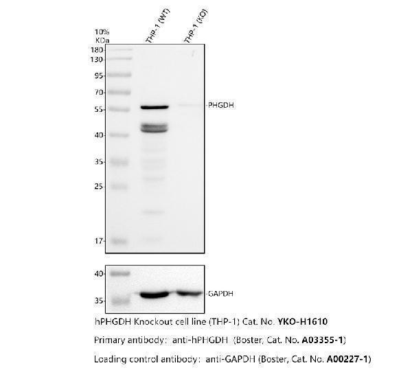 Western blot analysis of PHGDH using anti-PHGDH antibody (A03355-1)