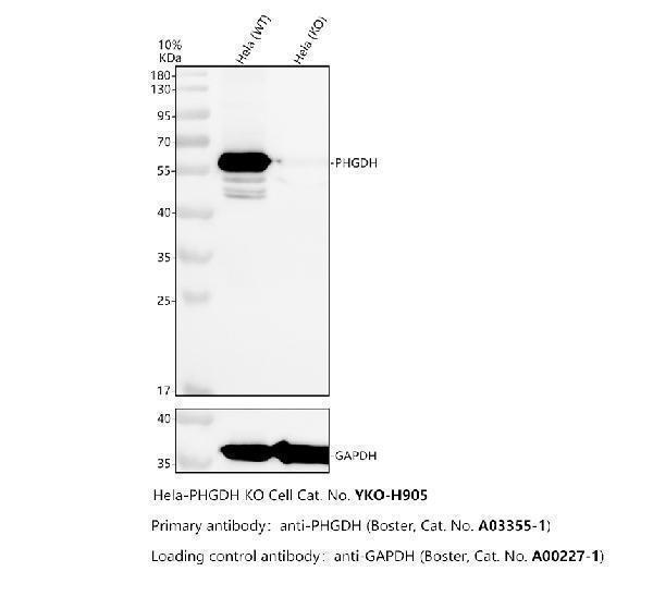 a03355 1 phgdh primary antibodies wb testing 3