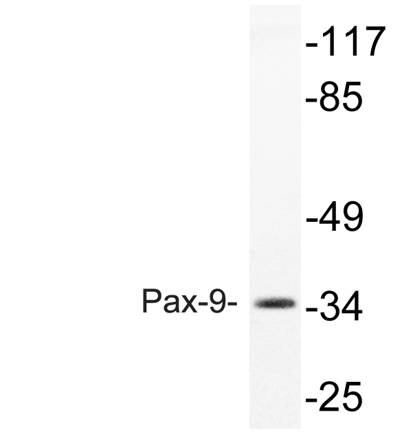 Western blot analysis of lysate from rat heart, using Pax-9 antibody