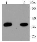 Western blot analysis of PAX9 on different lysates using anti-PAX9 antibody at 1/1,000 dilution