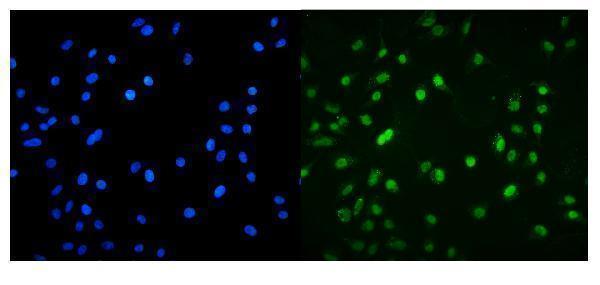 a03357 3 mnt primary antibodies if testing 4