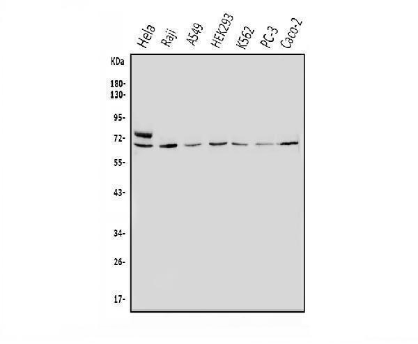 a03357 3 mnt primary antibodies wb testing 1