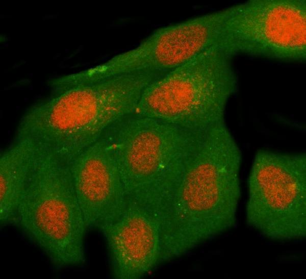  IF analysis of MNT using anti-MNT antibody (A03357-4) and anti-Beta Tubulin antibody (M01857-3)
