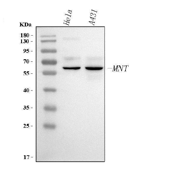  Western blot analysis of MNT using anti-MNT antibody (A03357-4)