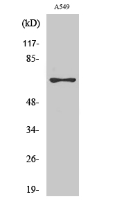 a03357 mnt primary antibodyes wb testing 1