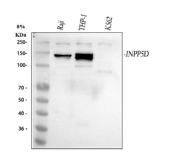 a03358 1 inpp5d primary antibodies wb testing 1_1