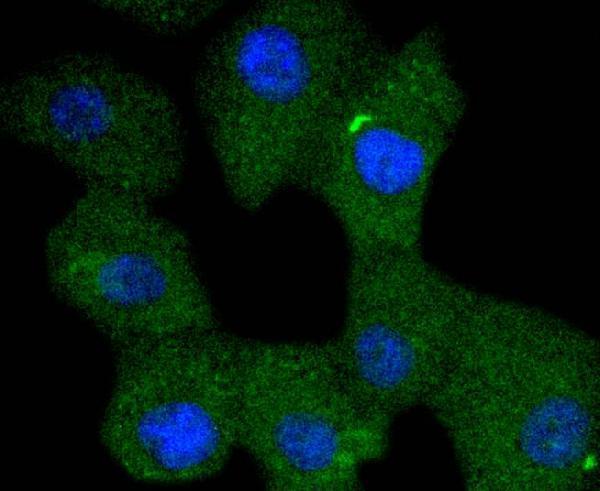 ICC staining Phospho-SHIP(Y1020) in A549 cells (green)