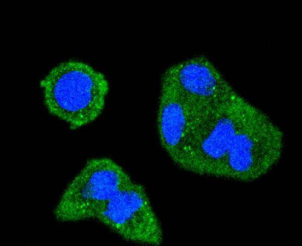 ICC staining Phospho-SHIP(Y1020) in Hela cells (green)