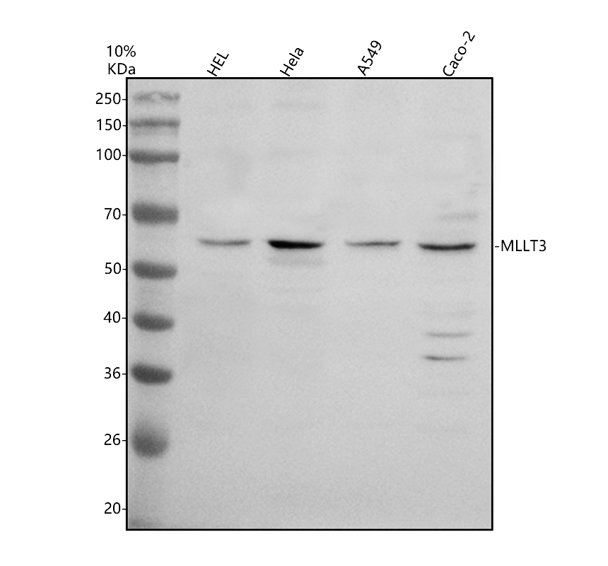 a03367 1 mllt3 primary antibodies wb testing 1