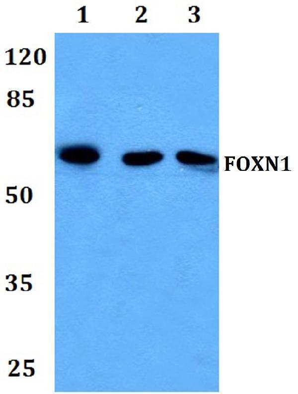 a03369 foxn1 primary antiboties wb testing 1