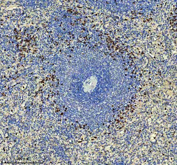 a03370 2 mcm10 primary antibodies ihc testing 1