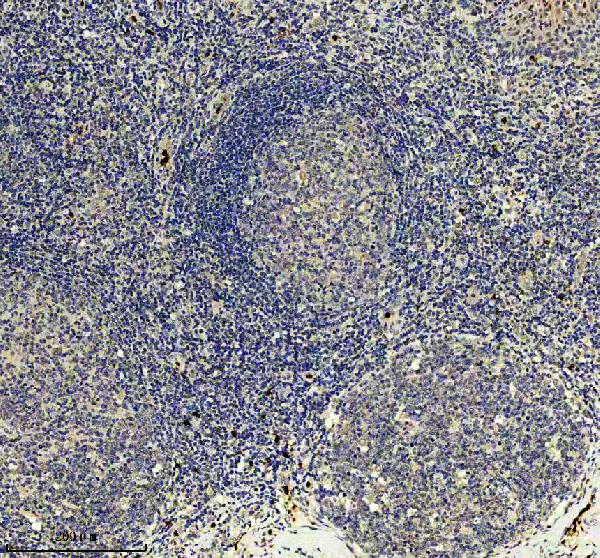 a03370 2 mcm10 primary antibodies ihc testing 2