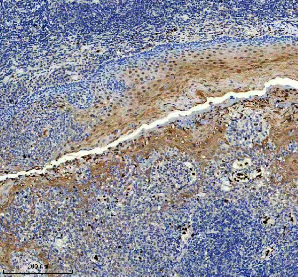 a03370 2 mcm10 primary antibodies ihc testing 3