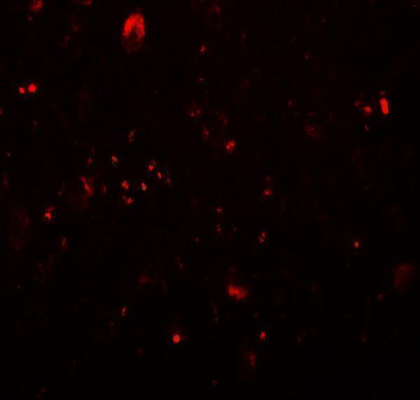a03371 tet3 primary antibodies if testing 3