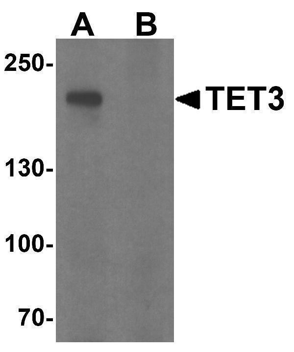a03371 tet3 primary antibodies wb testing 1