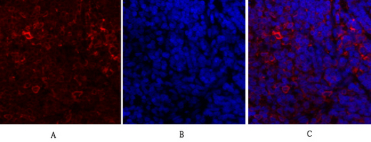 a03372 1 canx primary antibodies if testing 1