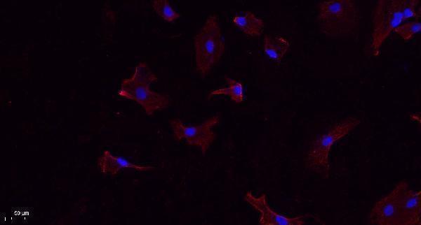 a03372 1 canx primary antibodies if testing 16