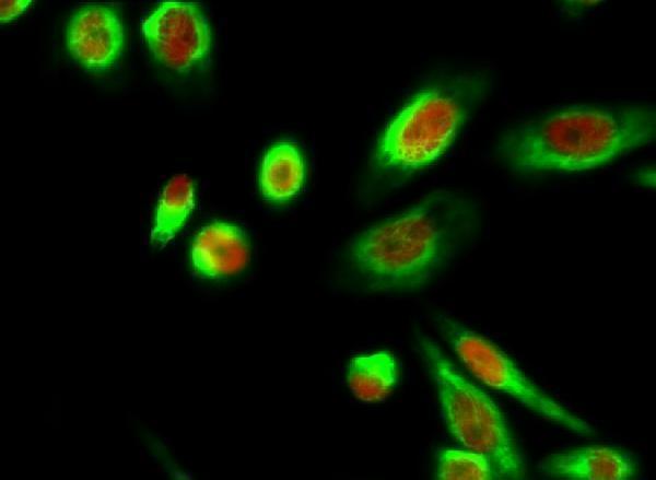 a03372 1 canx primary antibodies if testing 17