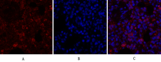 a03372 1 canx primary antibodies if testing 18
