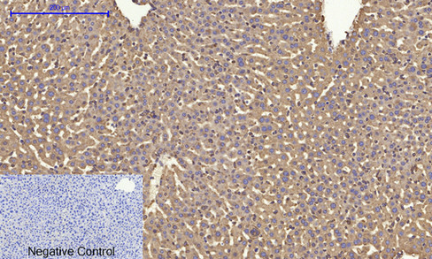 a03372 1 canx primary antibodies ihc testing 10