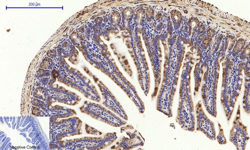 a03372 1 canx primary antibodies ihc testing 11