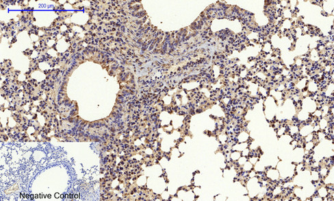 a03372 1 canx primary antibodies ihc testing 12