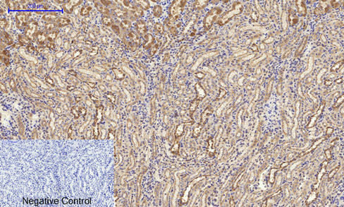 a03372 1 canx primary antibodies ihc testing 13