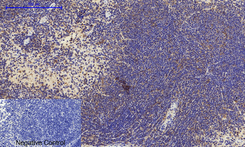 a03372 1 canx primary antibodies ihc testing 14
