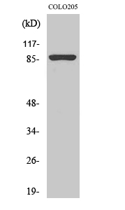 a03372 1 canx primary antibodies ihc testing 5
