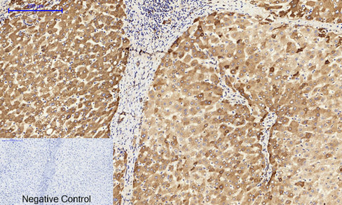 a03372 1 canx primary antibodies ihc testing 6