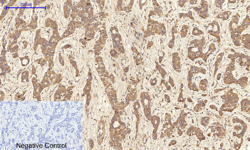 a03372 1 canx primary antibodies ihc testing 7