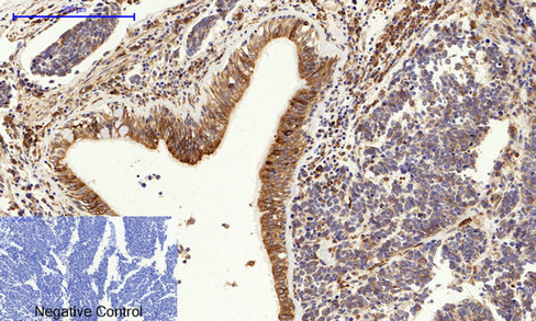a03372 1 canx primary antibodies ihc testing 8